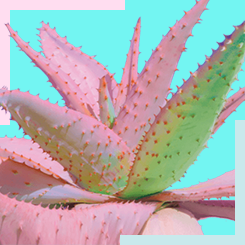 AA Pink Aloe