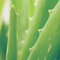 Holika Holika Aloe intensiv feuchtigkeitsspendende Gesichts- und Körperlotion