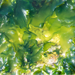 Nacomi Vegan Serum Boczne 2 245x245