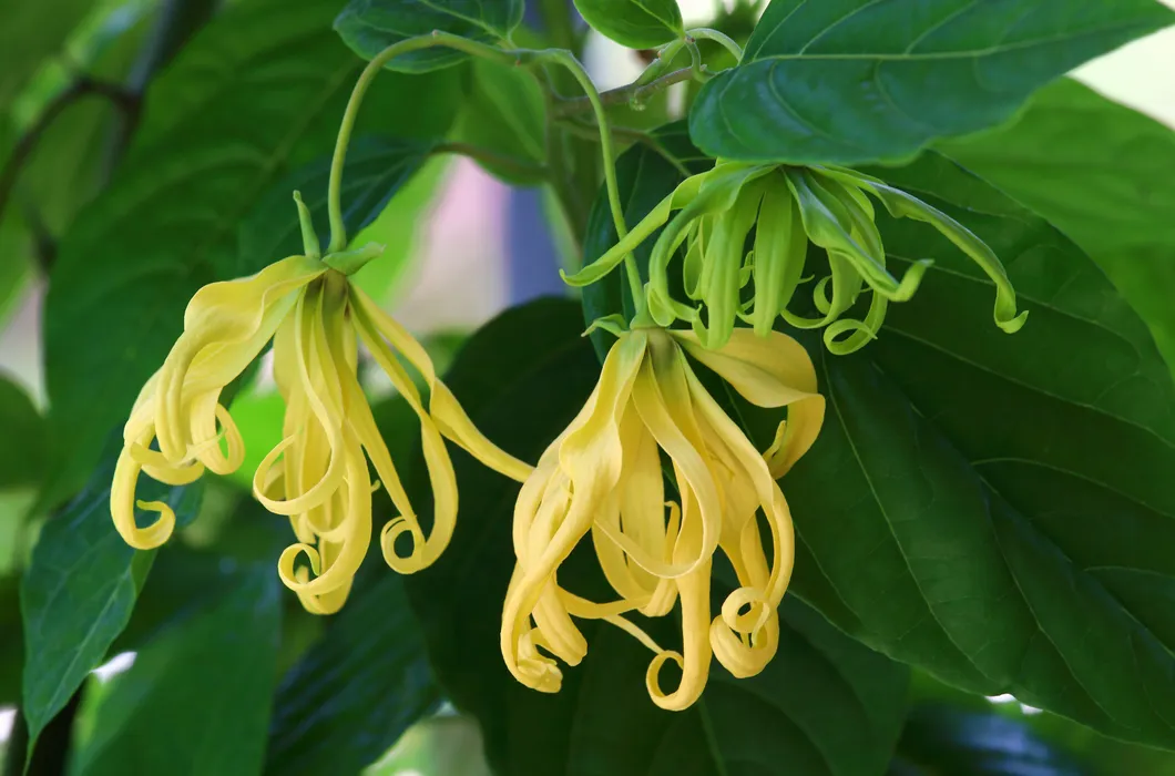 Ylang Ylang: Verwendung und gesundheitliche Auswirkungen