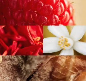 Oriflame Giordani Gold Good as Gold Eau de Parfum Spray 50 ml + Handcreme 50 ml