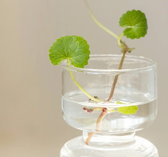 Beauty of Joseon Centella Asiatica Tuchmaske 25ml