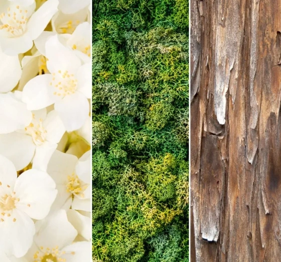 Kliknij na zdjęcie, aby je powiększyć YANKEE CANDLE WAX MELT DUFTWACHS MAGICAL BRIGHT LIGHTS 22G